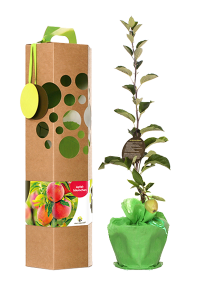 Apfelbaum als Werbegeschenk für Versicherungen – Symbol für Vorsorge, die Früchte trägt