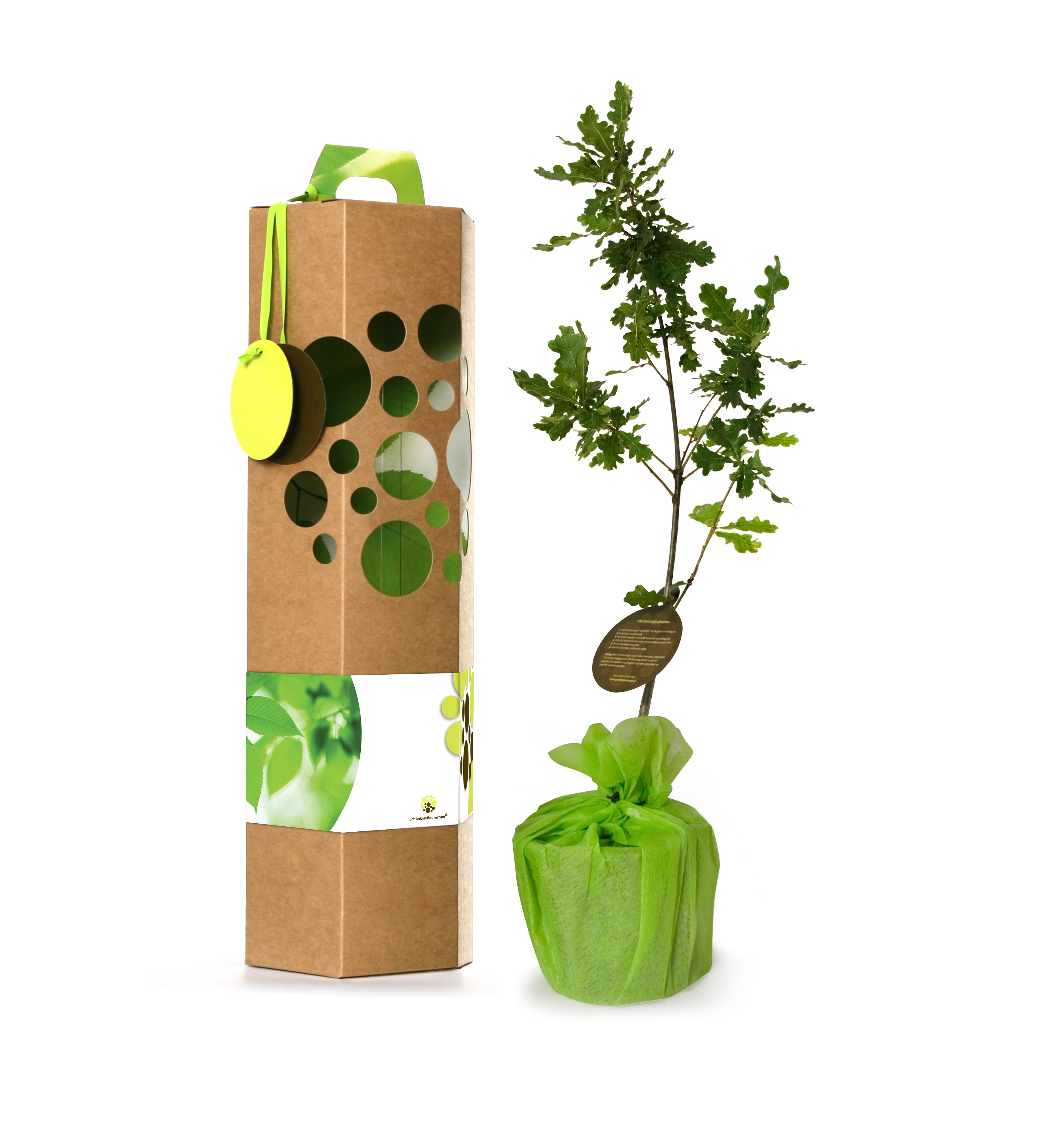 Eichenbaum – Bedeutung, Symbolik und als Geschenk