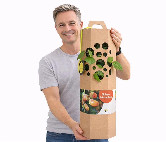 Eichenbaum verschenken