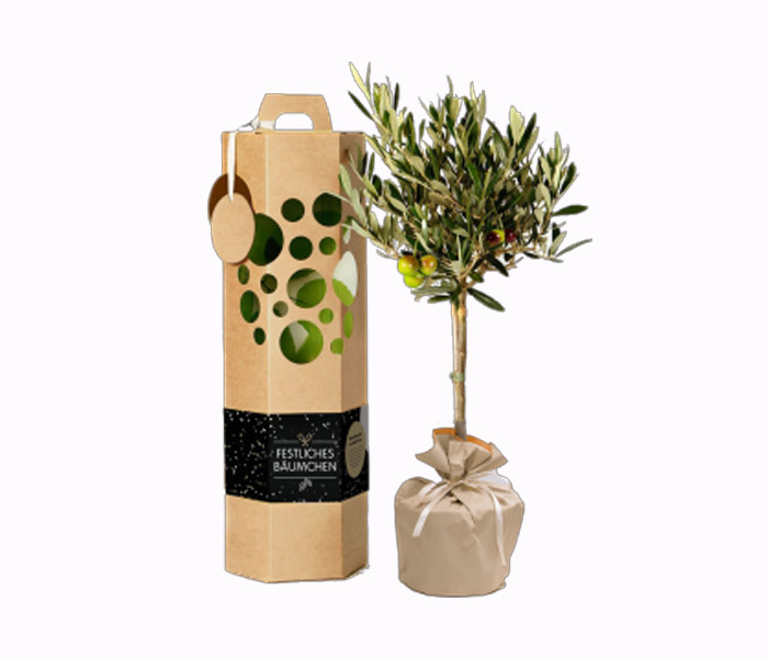 Festbaum  Das lebendige Geschenk fr jeden Anlass