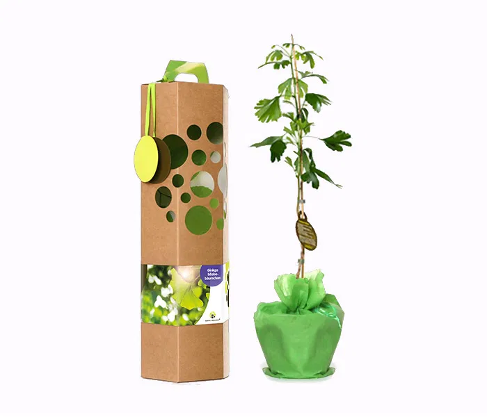Ginkgo biloba
