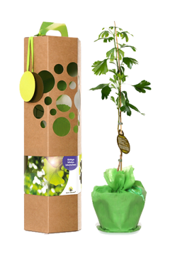 Ginkgo biloba