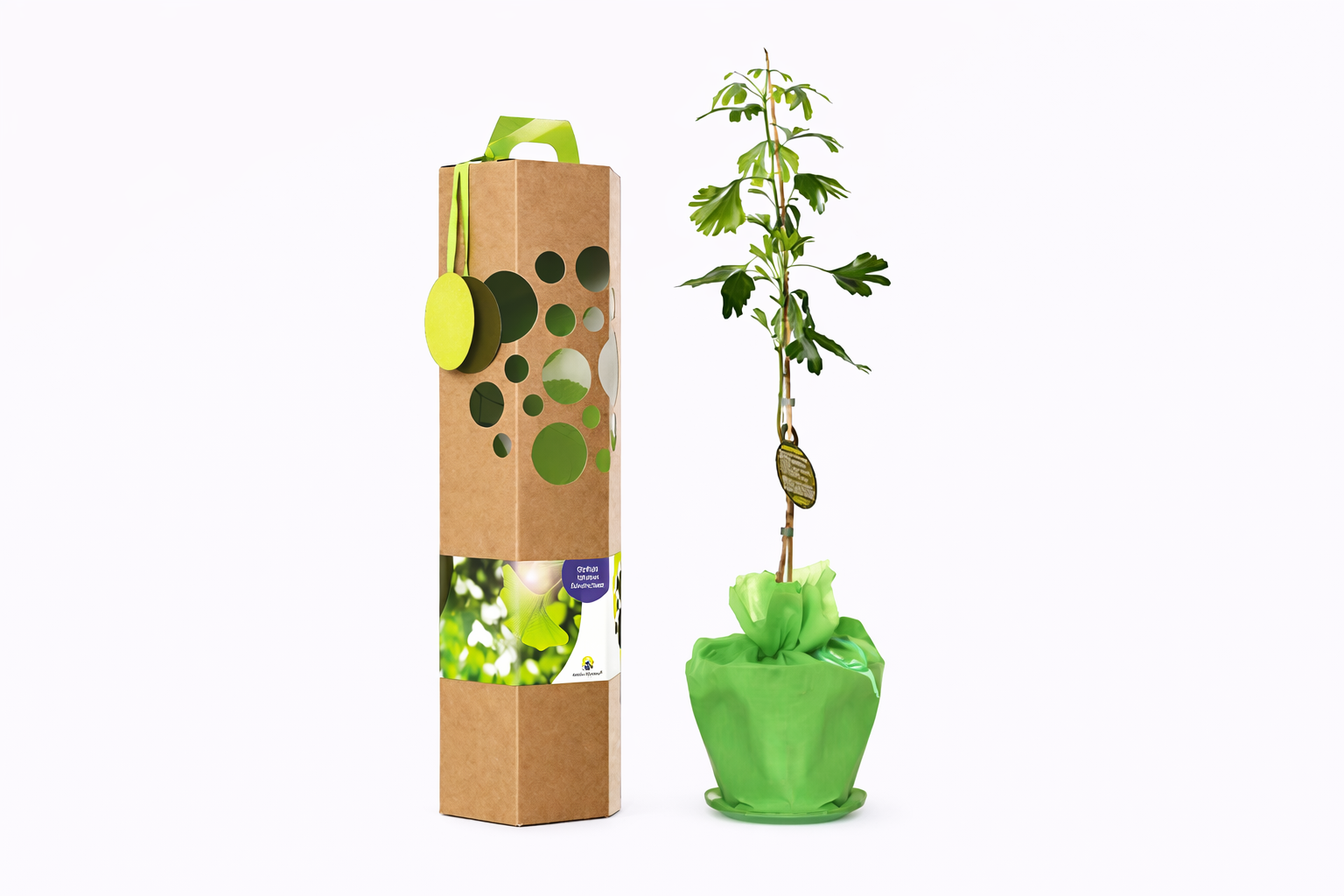 Ginkgo Baum Bedeutung – Symbolik, Ursprung & Geschenkidee
