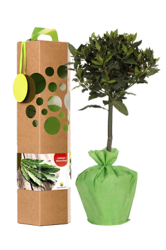 Lorbeerbaum
