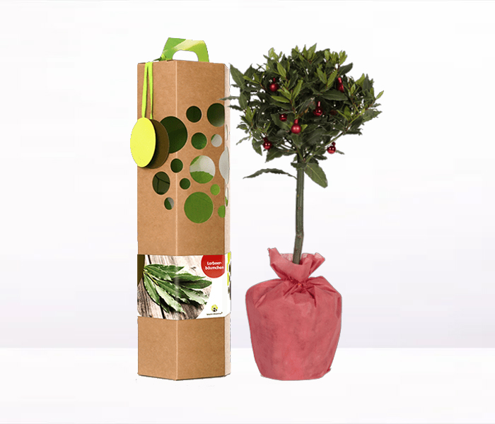 Lorbeerbaum auf Stamm als nachhaltiges Weihnachtsgeschenk für Kunden und Geschäftspartner
