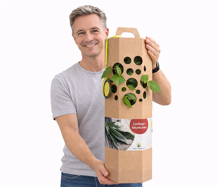 Lorbeerbaum Verschenken