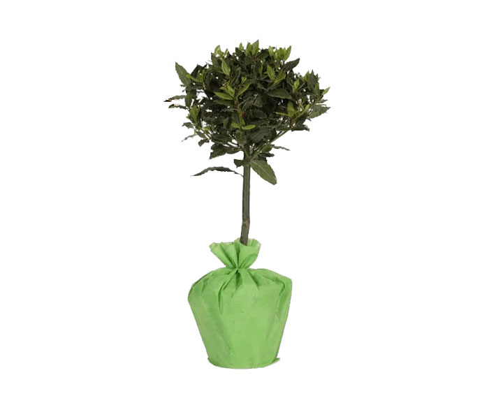Lorbeerbaum