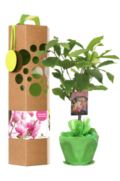 Magnolienbaum