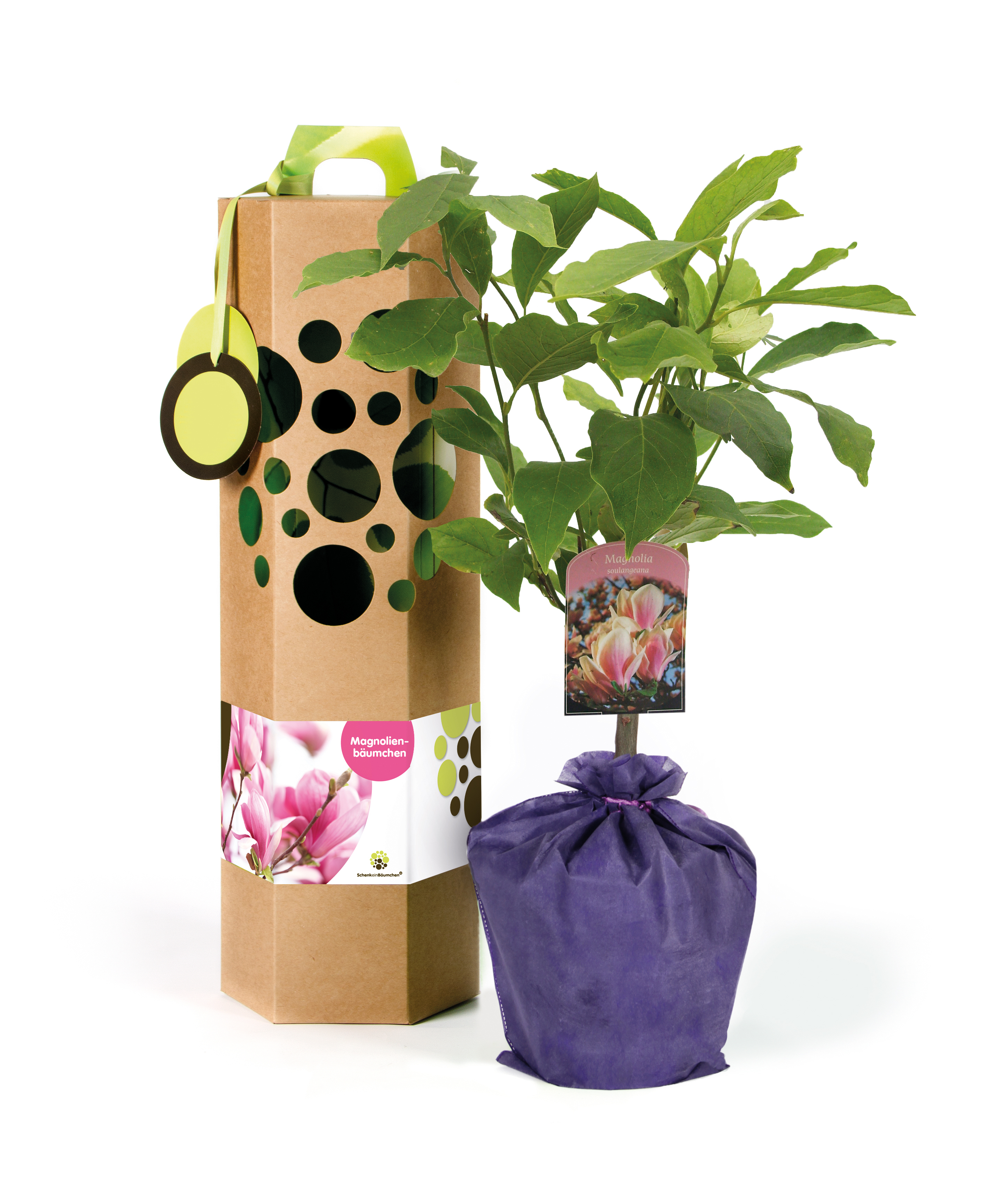 Magnolie Bedeutung – Symbolik, Herkunft und die Sprache dieser Blume