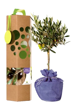 Olivenbaum