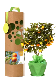 Orangenbaum