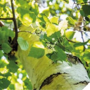 Birkenbaum Banderole