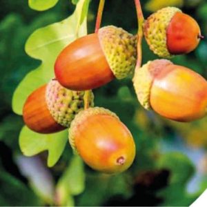 Eichenbaum Banderole