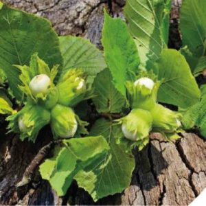 Haselnussbaum Banderole