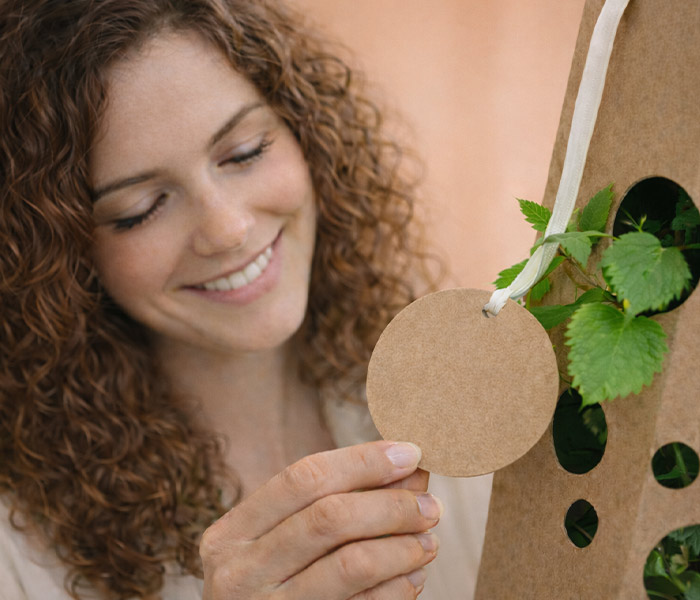 Haselnussbaum-anschauen