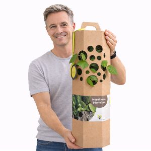 Haselnussbaum-verschenken