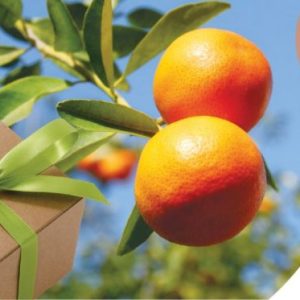 Orangenbaum Banderole