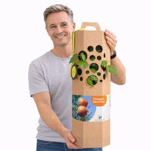 Orangenbaum-verschenken