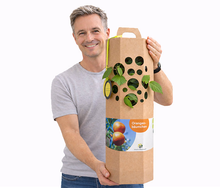 Orangenbaum-verschenken