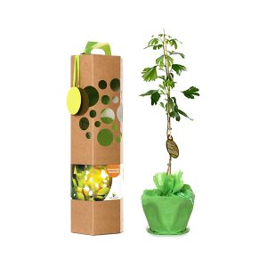 Erinnerungsbaum als Geschenk