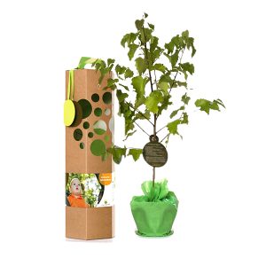 Geburtsbaum als Geschenk