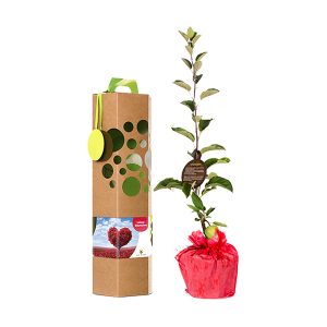 Liebesbaum als Geschenk