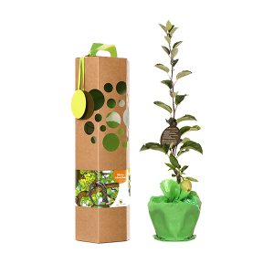 Glücksbaum als Geschenk