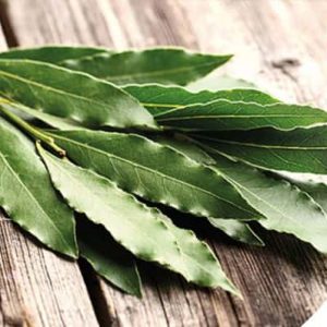 lorbeerbaum-banderole