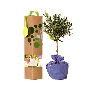 Wunschbaum als Geschenk