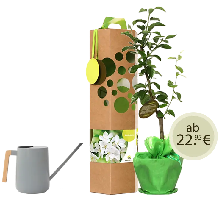 Bild Baumgeschenk-Startseite
